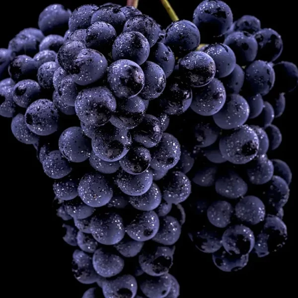 DES HOMMES & DES VINS